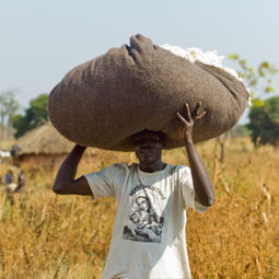 Cotton textiles have a positive carbon footprint